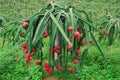 Group of red dragon fruits on tree in a plantation. 