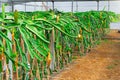 Dragon fruit or pitahaya grown on a farm in greenhouses, for market consumption and sale. Agro-industrial industry of exotic