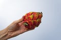 Dragon fruit, Pitaya or Pitahaya on hand in a bright background Royalty Free Stock Photo