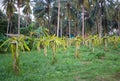 Dragon Fruit (Pitaya, Pitahaya) Plantation