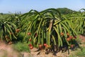 Dragon fruit or Pitaya Pitahaya plantation in Thailand Hylocer