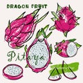 Dragon fruit or pitaya tropical fruit line art and color hand-drawn vector illustration. Rough crayon strokes doodle in an