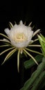 Dragon Fruit Plant