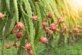 Dragon fruit on plant, Raw Pitaya fruit on tree, A pitaya or pitahaya is the fruit of several cactus species indigenous to the Royalty Free Stock Photo