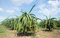 Dragon fruit plantation in Vietnam Royalty Free Stock Photo