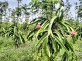 Dragon fruit plants in Lenyek Village, Luwuk Regency
