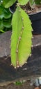 dragon fruit plants will soon be ready to bear fruit