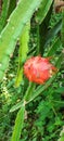 Dragon fruit red cactus single plant Vit c pitaya local fruit Royalty Free Stock Photo