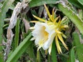 Dragon fruit`s flower Royalty Free Stock Photo