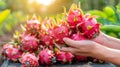 Dragon fruit selection with hand, blurred background, providing ample copy space for text placement Royalty Free Stock Photo