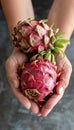 Dragon fruit selection hand holding fresh dragon fruit on blurred background with copy space Royalty Free Stock Photo