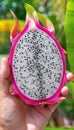 Dragon fruit selection hand holding fresh fruit with blurred background and copy space Royalty Free Stock Photo