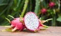 Dragon fruit slice on wooden with dragon fruit tree background - Fresh pitaya summer tropical fruit concept