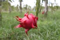 Dragon fruit Royalty Free Stock Photo