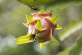 Dragon fruit tree Royalty Free Stock Photo
