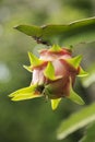 Dragon fruit tree Royalty Free Stock Photo