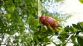 Dragon fruit. Royalty Free Stock Photo