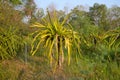 Dragon Fruit Tree Royalty Free Stock Photo