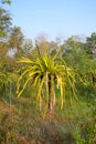 Dragon Fruit Tree Royalty Free Stock Photo