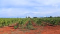 Dragon fruit tree in field Royalty Free Stock Photo