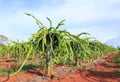 Dragon fruit tree in field Royalty Free Stock Photo