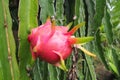 Dragon Fruit on tree in the garden Royalty Free Stock Photo