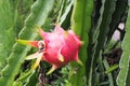 Dragon Fruit on tree in the garden Royalty Free Stock Photo