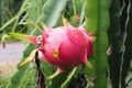 Dragon Fruit on tree in the garden Royalty Free Stock Photo