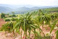 Dragon fruit on tree plant - ripe dragon fruit garden the product agriculture waiting for harvest on mountain in Thailand Asian ,
