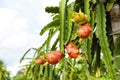 Dragon fruit on tree plant - ripe dragon fruit garden the product agriculture waiting for harvest on mountain in Thailand Asian ,