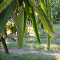 Dragon fruit tree plantation in a garden Royalty Free Stock Photo