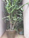 dragon fruit tree in a pot that has many unique branches