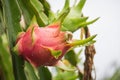 Dragon Fruit on the tree after rain Royalty Free Stock Photo