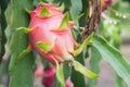 Dragon Fruit on the tree after rain Royalty Free Stock Photo
