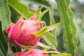 Dragon Fruit on the tree after rain Royalty Free Stock Photo