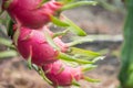 Dragon Fruit on the tree after rain Royalty Free Stock Photo