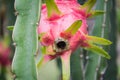 Dragon Fruit on the tree after rain Royalty Free Stock Photo