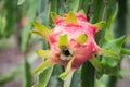 Dragon Fruit on the tree after rain Royalty Free Stock Photo