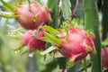 Dragon Fruit on the tree after rain Royalty Free Stock Photo