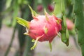 Dragon Fruit on the tree after rain Royalty Free Stock Photo