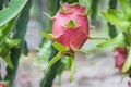 Dragon Fruit on the tree after rain Royalty Free Stock Photo
