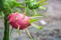 Dragon Fruit on the tree after rain Royalty Free Stock Photo