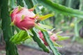 Dragon Fruit on the tree after rain Royalty Free Stock Photo