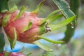 Dragon Fruit on the tree after rain Royalty Free Stock Photo