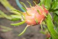 Dragon Fruit on the tree after rain Royalty Free Stock Photo