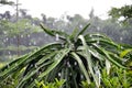 Dragon fruit tree in the rain Royalty Free Stock Photo