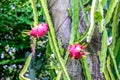 Dragon fruit on tree stump Royalty Free Stock Photo