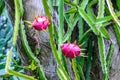 Dragon fruit on tree stump Royalty Free Stock Photo