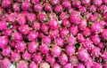 Dragon fruit , tropical fruit displayed at Vinh Long fruit market, Mekong delta. The majority of Vietnam`s fruits come from the m Royalty Free Stock Photo