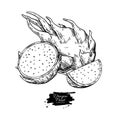 Dragon fruit vector drawing. Hand drawn tropical food illustration. Engraved summer dragonfruit